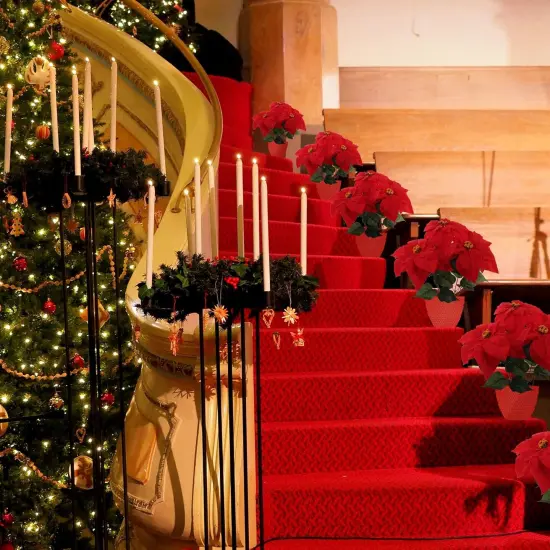 Artificial Velvet Poinsettia Bush, 20-Inch, Indoor Use, 7 Realistic Silk Blooms & Green Foliage, 2-Pack, Red, Christmas Bush, Home & Office Decor, 2024 Christmas Collection, Floral Home by Artificial Flowers {2}