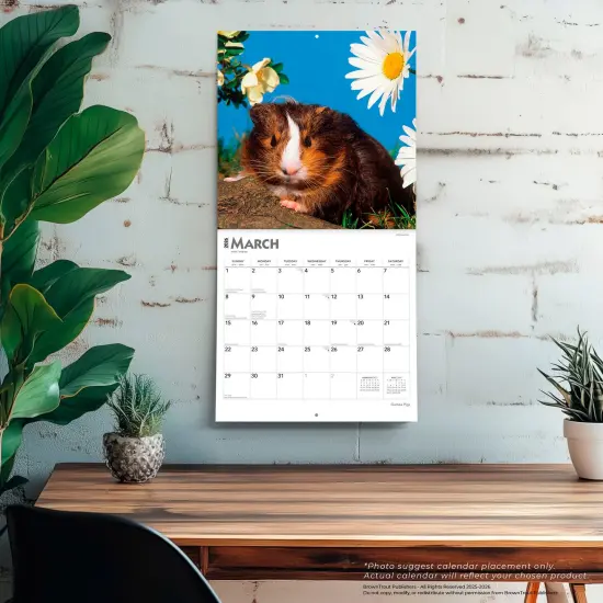 Guinea Pigs | 2026 12 x 24 Inch (Hanging) Monthly Square Wall Calendar | Plastic-Free {5}