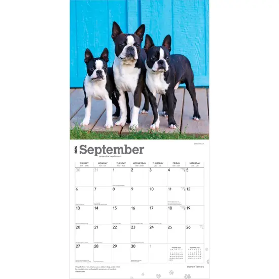 Boston Terriers | 2026 12 x 24 Inch (Hanging) Monthly Square Wall Calendar | Plastic-Free {4}