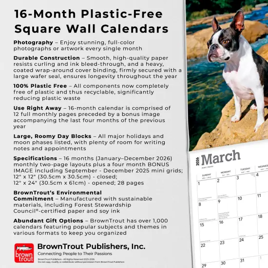 Boston Terriers | 2026 12 x 24 Inch (Hanging) Monthly Square Wall Calendar | Plastic-Free {6}