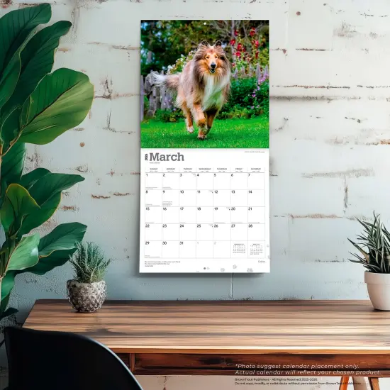 Collies | 2026 12 x 24 Inch (Hanging) Monthly Square Wall Calendar | Plastic-Free {5}