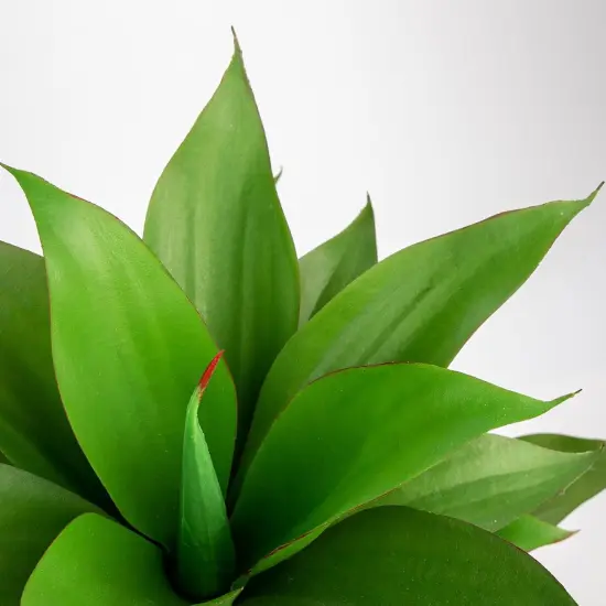 13'' Artificial Agave Plants Realistic Potted Faux Agave Plants 16-Leaf Small Crown Succulent Fake Plants in Black Pot Houseplant for Home Decor Farmhouse Indoor Outdoor Patio {2}