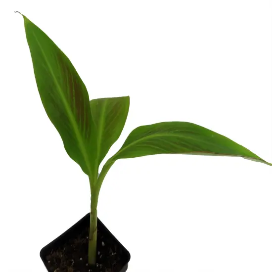 Siam Ruby Banana Plant - Musa - 2.5" Pot {4}