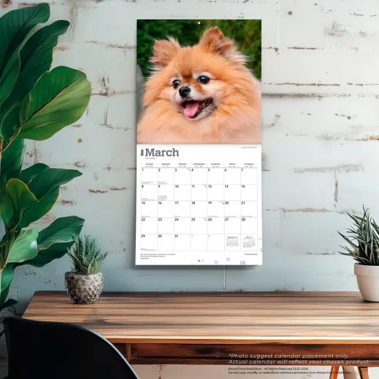 Pomeranians | 2026 12 x 24 Inch (Hanging) Monthly Square Wall Calendar | Plastic-Free {5}
