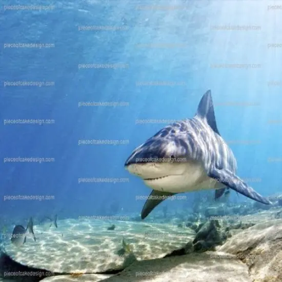 8" ~ Bull Shark Birthday ~ Edible Cake/Cupcake Topper!!! {1}