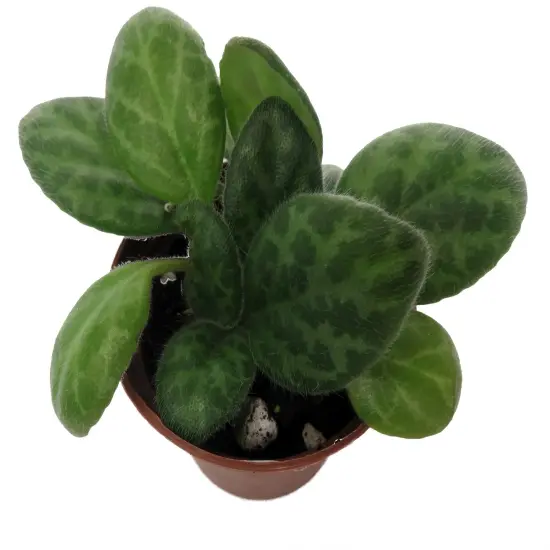 JV Mellow Yellow Asian Violet - Primulina - House Plant - 2.5" Pot {3}