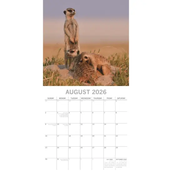 The Gifted Stationary 2026 Square Wall Calendar, Meerkats, 16-Month Animals Theme Hanging Calendar with 180 Reminder Stickers, Month Planner for Home, Creative Spaces, 12x12 In Multicolor {3}