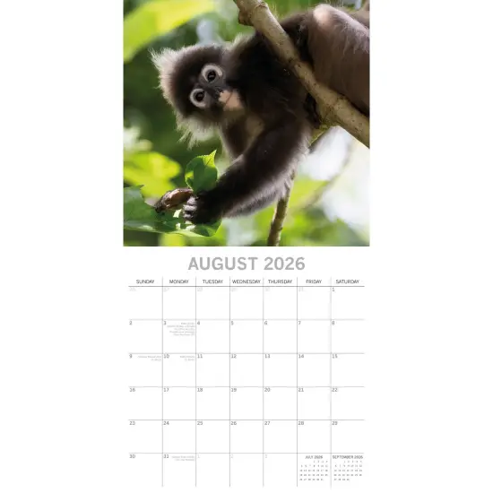 The Gifted Stationary 2026 Square Wall Calendar, Monkeys in Natural Habitat 16-Month Animals Theme Hanging Calendar with 180 Reminder Stickers, Month Planner for Creative Spaces, 12x12 In Multicolor {3}