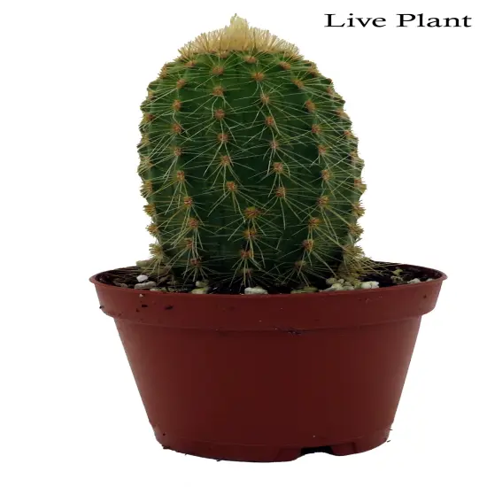 Golden Torch Cactus-Vatricania Guentheri- 2" Pot {2}