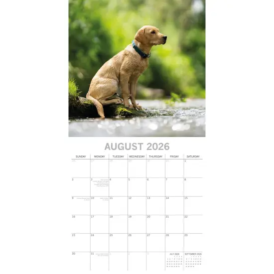 The Gifted Stationary 2026 Square Wall Calendar, Labradors, 16-Month Animals Theme Hanging Calendar with 180 Reminder Stickers, Month Planner for Home and Creative Spaces, 12x12 In Multicolor {3}