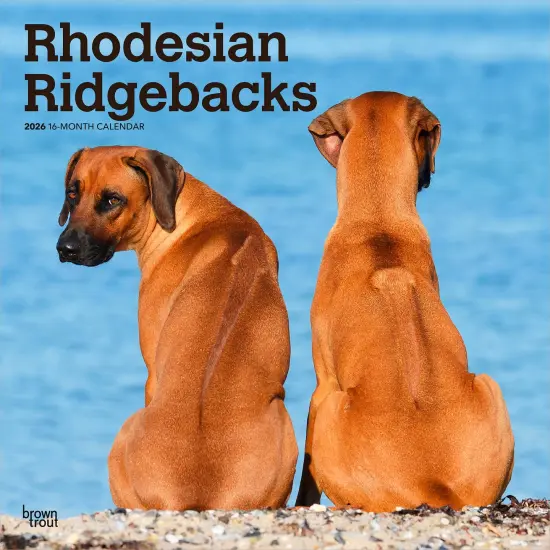 Rhodesian Ridgebacks | 2026 12 x 24 Inch (Hanging) Monthly Square Wall Calendar | Plastic-Free {1}