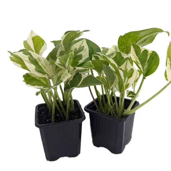 N Joy Pothos - Epipremnum aureum - 2 Plants 3" Pots - Good in Low Light {1}