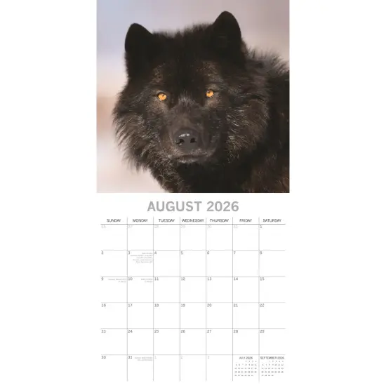 The Gifted Stationary 2026 Square Wall Calendar, Wolves, 16-Month Animals Theme Hanging Calendar with 180 Reminder Stickers, Month Planner for Home, or Creative Spaces, 12x12 In Multicolor {3}
