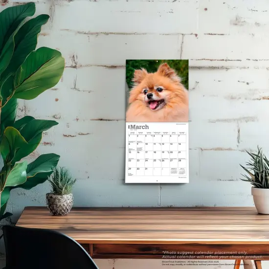 Pomeranians | 2026 7 x 14 Inch (Hanging) Monthly Mini Wall Calendar {5}