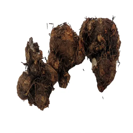 Postman Joyner Caladium 3 Bulbs - Deep Red/Green Margin {5}