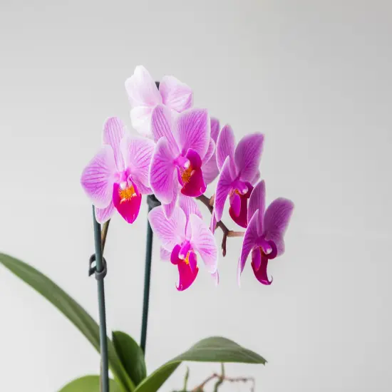 Surprise Moth Orchid Plant - Phalaenopsis - 2" Pot - Easy House Plant {5}