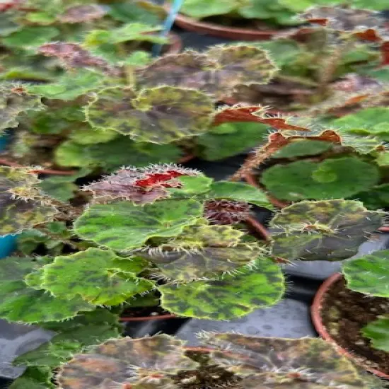 Kevin Whitecotton Begonia Plant - 2.5" Pot - Small Leaves {5}