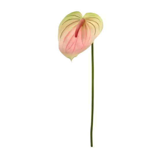 29" Anthurium - 4 PACK {1}