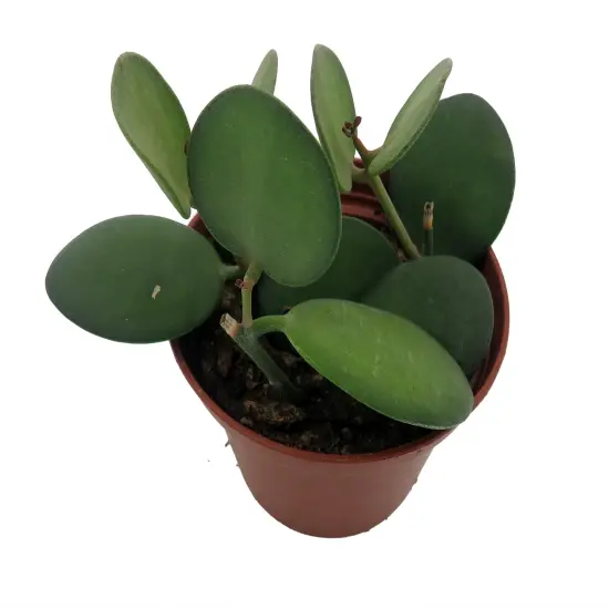 String of Coins - Xerosicyos Danguyi - 2.5" Pot {3}