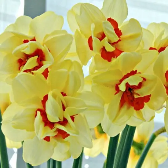 Double Fashion Narcissus - 7 Bulbs - 14/16 cm Bulbs {3}