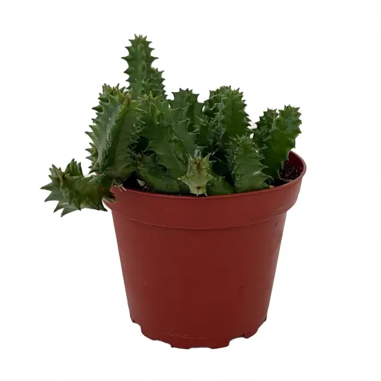 Lifesaver Cactus Plant - Huernia zebrina - Exotic Flower - 4" Pot {1}