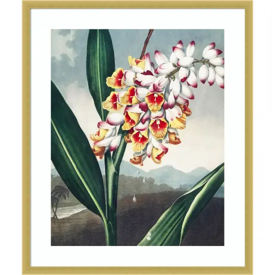 Temple of Flora VII by Dr. robert j. Thornton Wood Framed Wall Art Print {1}