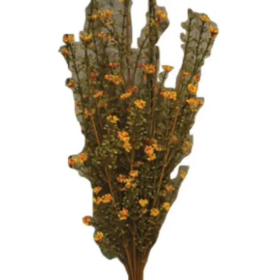 Rust Astilbe Bush - 21" {1}