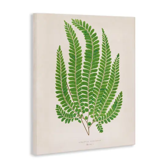 Stupell Industries Cottage Ferns Study Canvas Design by Phillipa Katz {3}