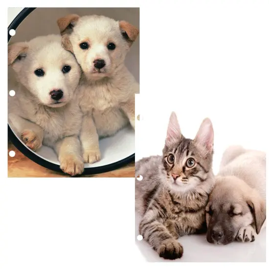 Cats & Dogs Paper Binder Folders, 2 Pockets &ndash; 48 Units {1}