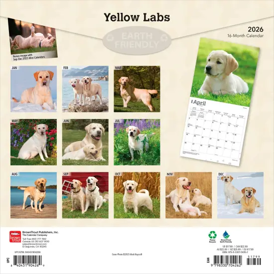 Yellow Labrador Retrievers | 2026 12 x 24 Inch (Hanging) Monthly Square Wall Calendar | Plastic-Free {2}