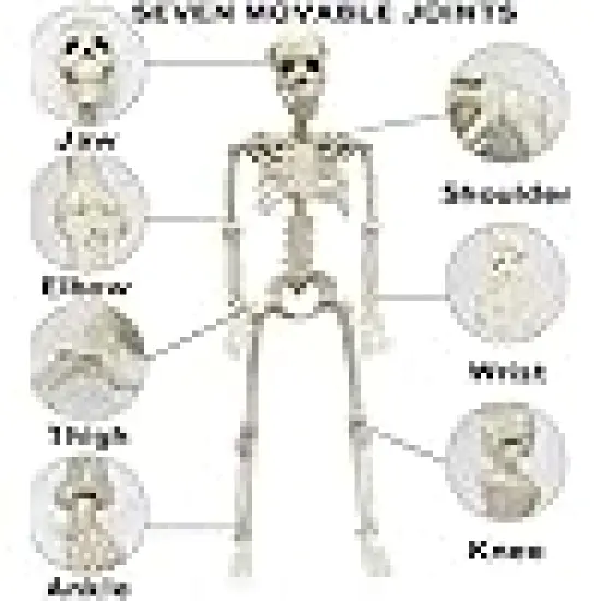 Realistic Full Body Movable Posable Joints Skeleton {3}