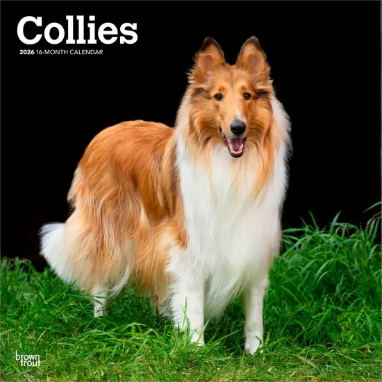 Collies | 2026 12 x 24 Inch (Hanging) Monthly Square Wall Calendar | Plastic-Free {1}