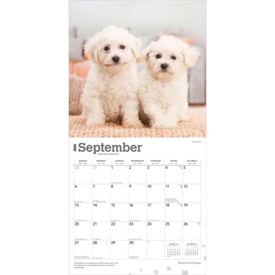 Bichon Frise Puppies | 2026 12 x 24 Inch (Hanging) Monthly Square Wall Calendar | Plastic-Free {4}