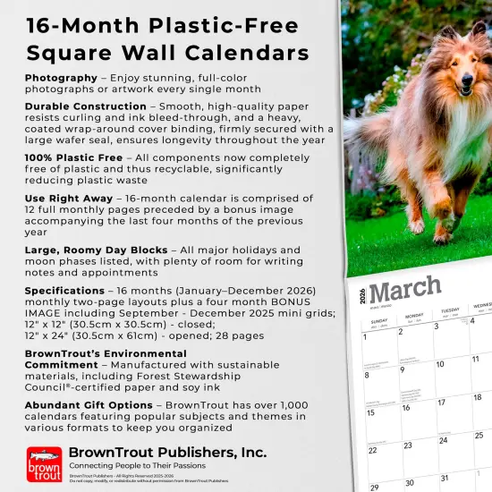Collies | 2026 12 x 24 Inch (Hanging) Monthly Square Wall Calendar | Plastic-Free {6}
