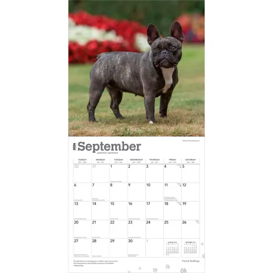 French Bulldogs | 2026 12 x 24 Inch (Hanging) Monthly Square Wall Calendar | Plastic-Free {4}
