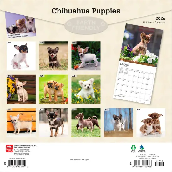Chihuahua Puppies | 2026 12 x 24 Inch (Hanging) Monthly Square Wall Calendar | Plastic-Free {2}