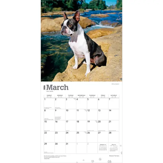 Boston Terriers | 2026 12 x 24 Inch (Hanging) Monthly Square Wall Calendar | Plastic-Free {3}