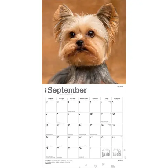 Yorkshire Terriers | 2026 12 x 24 Inch (Hanging) Monthly Square Wall Calendar | Plastic-Free {4}