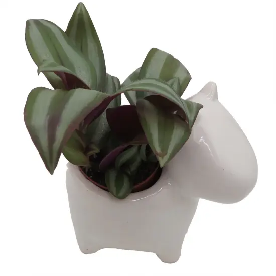 Dog Ceramic Planter with Surprise Terrarium Plant -3" Pot {3}