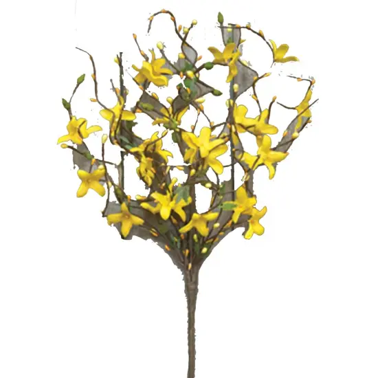 Star Forsythia Spray, 18" {1}