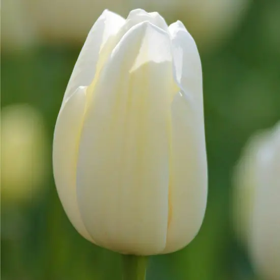 Catherina Single Late Tulip 7 Bulbs - 12/+ cm Bulbs - Pure White {1}