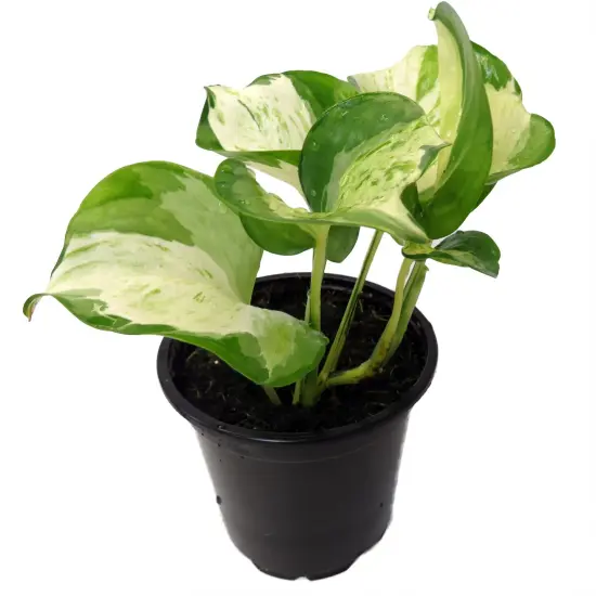 Manjula - Pothos - 4" Pot {4}