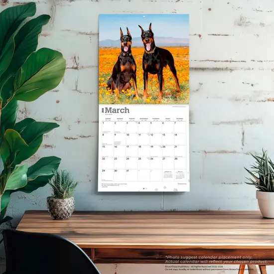 Dobermans | 2026 12 x 24 Inch (Hanging) Monthly Square Wall Calendar | Plastic-Free {5}