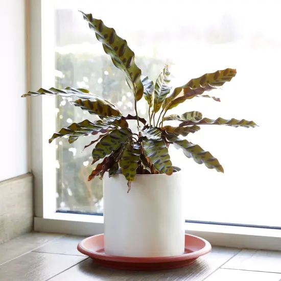 8-Pack Round Plastic Plant Saucer Drip Trays, Terracotta Flower Pot Saucers, Dish for Indoors, Outdoors, Garden, Potted Plants, Home, Patio, Tabletop Planter Base, Terra Cotta Plate Set (12-inch) Brown {5}