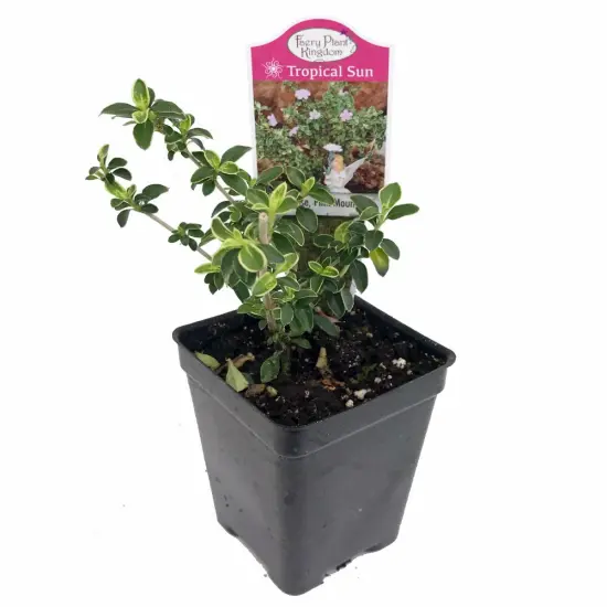 Pink Mountain Serissa Tree - 2.5" Pot - House Plant, Fairy Garden Plant, Bonsai {2}