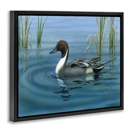 Stupell Industries Pintail Loon in Pond Floater Framed Canvas Wall Art Design by Valerie Rogers {3}