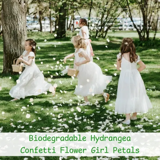 1500Pcs Real Dried Ivory White Hydrangea Flower Petals {2}