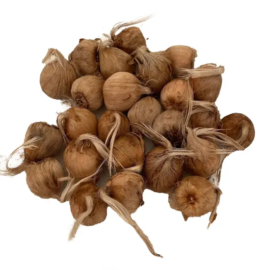 Saffron Crocus 25 Bulbs + Saffron Bulb Food - Crocus Sativus {1}
