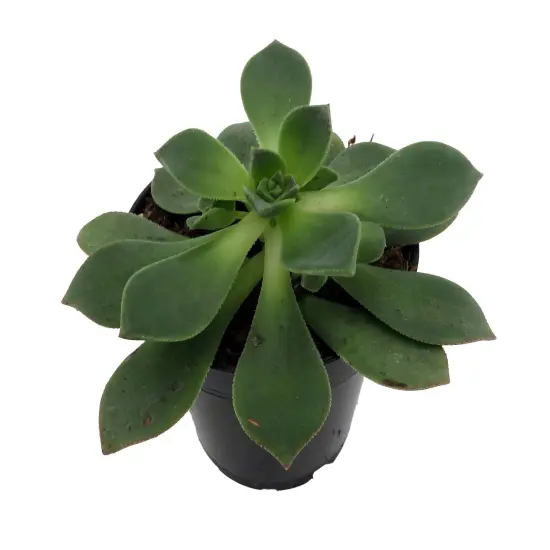 Pinwheel Succulent - Aeonium - House Plant - 3.5" Pot {3}