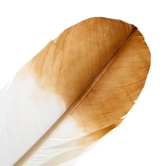 Imitation Eagle Feather 12in White & Brown, 18pcs {3}
